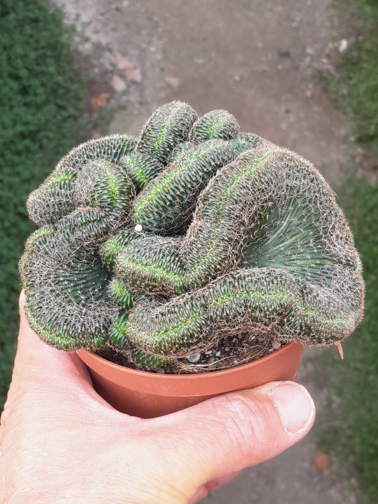 Echinopsis (=Lobivia) sp. f. Cristata