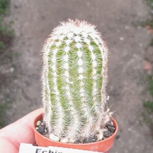 Echinocereus reichenbachii f. purpureus