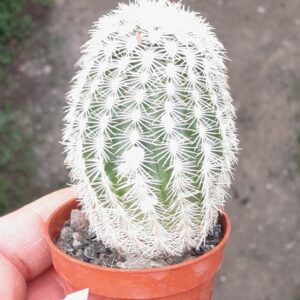 Echinocereus reichenbachii f. albispinus x bayleyi