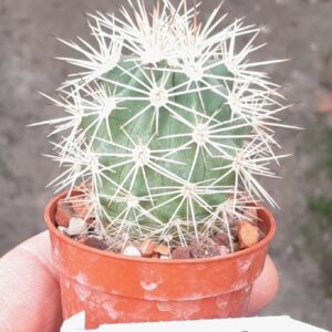 Echinocereus coccineus