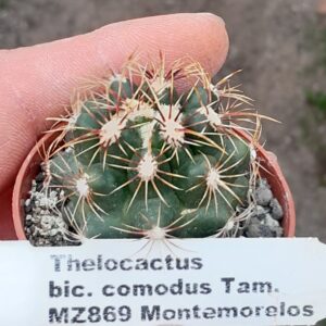 Thelocactus bicolor f. commodus, MZ869, Tamaulipas, Montemorelos