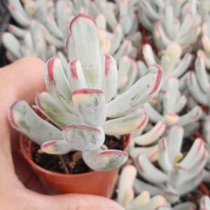 Cotyledon orbiculata f. oophylla variegata