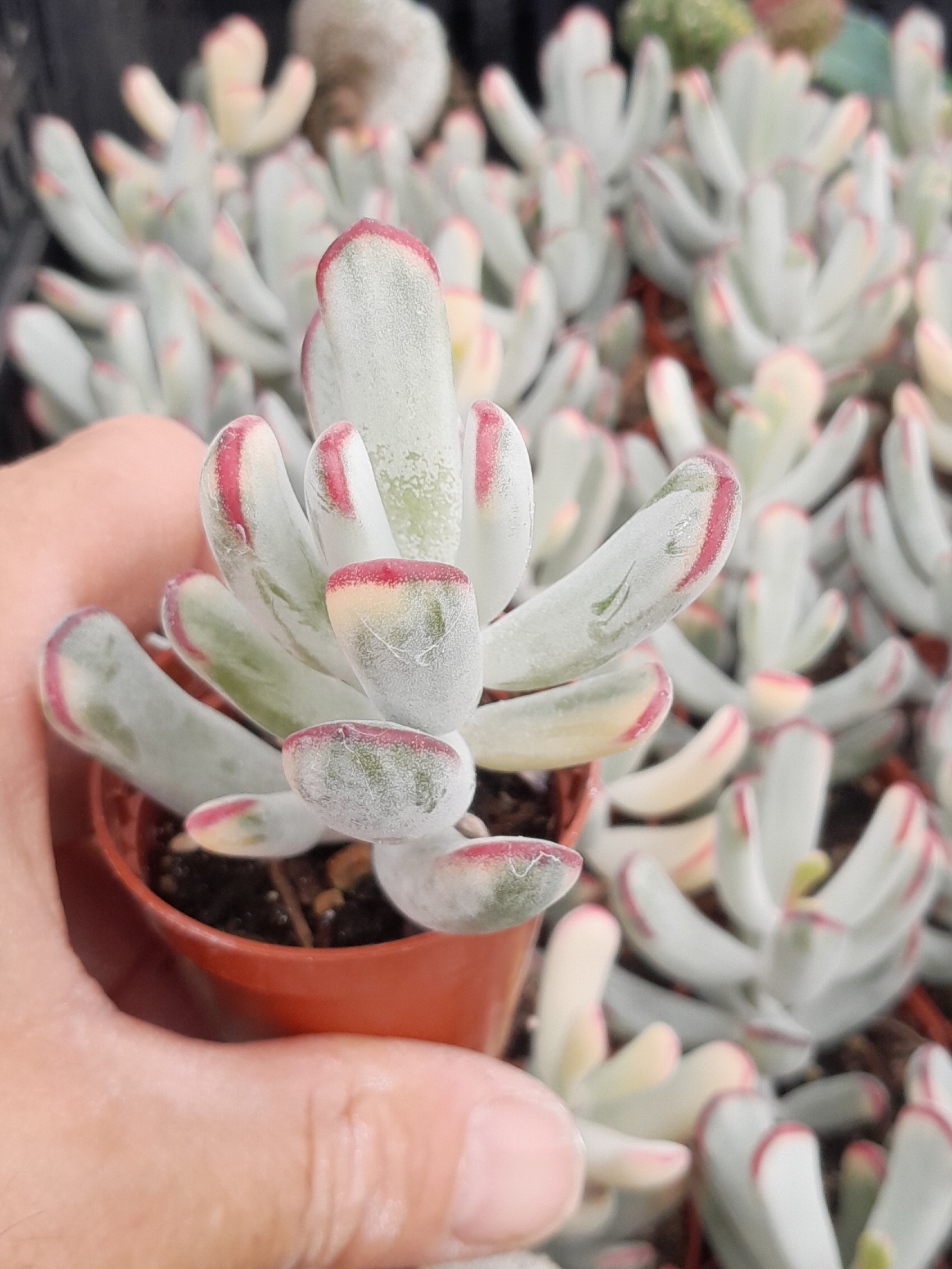 Cotyledon orbiculata f. oophylla variegata