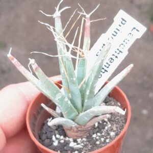 Leuchtenbergia principis