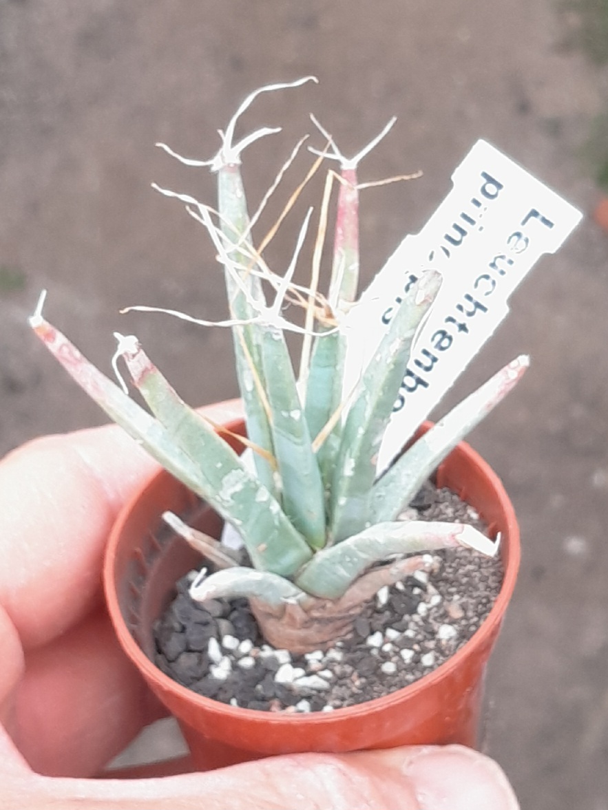 Leuchtenbergia principis