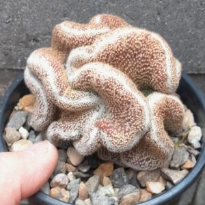 Echinopsis densispina f. albolanata cristata