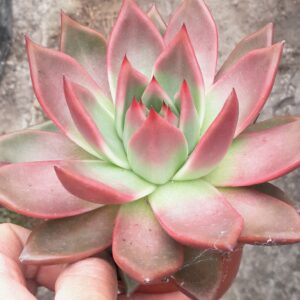 Echeveria agavoides, rød cultivar