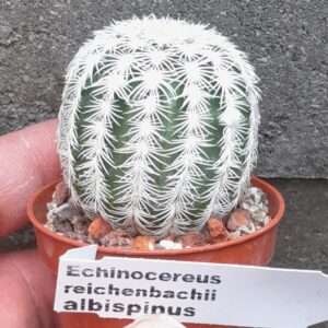 Echinocereus reichenbachii f. albispinus