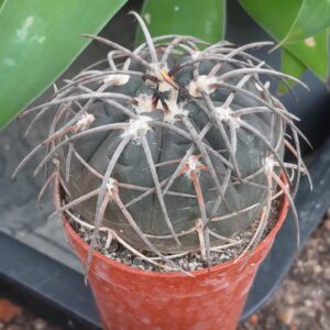 Gymnocalycium spegazzini, Catamarca