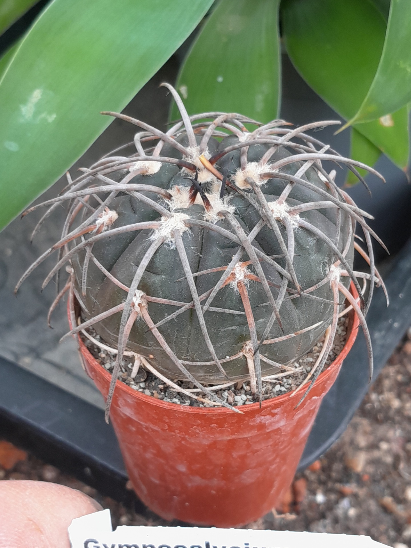Gymnocalycium spegazzini, Catamarca