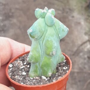 Myrtillocactus geometrizans cv. fukurokuryuzinboku, lille