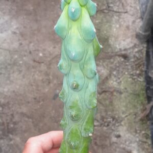 Myrtillocactus geometrizans cv. fukurokuryuzinboku, stor