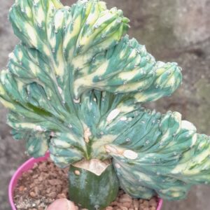 Myrtillocactus geometrizans f. cristata variegata
