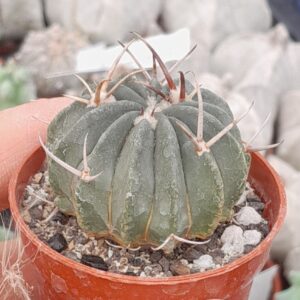 Echinofossulocactus coptonogonus