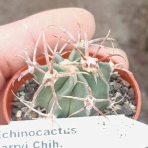 Echinocactus parryi