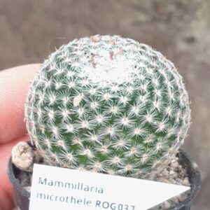 Mammillaria formosa f. microthele