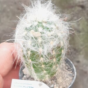Oroecereus trollii