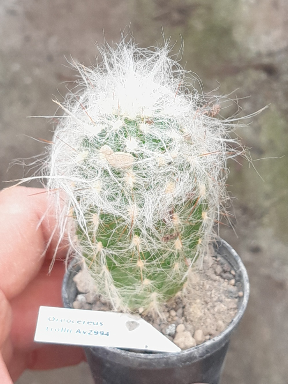 Oroecereus trollii