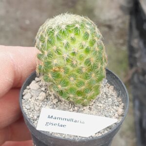 Mammillaria schiedeana ssp. giselae