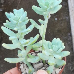 Sedum treleasei