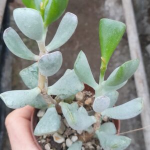 Adromischus triflorus