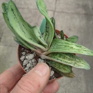 Gasteria cv. Little Warty