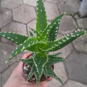 Aloe cv. Delrue