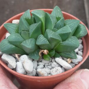 Haworthia retusa