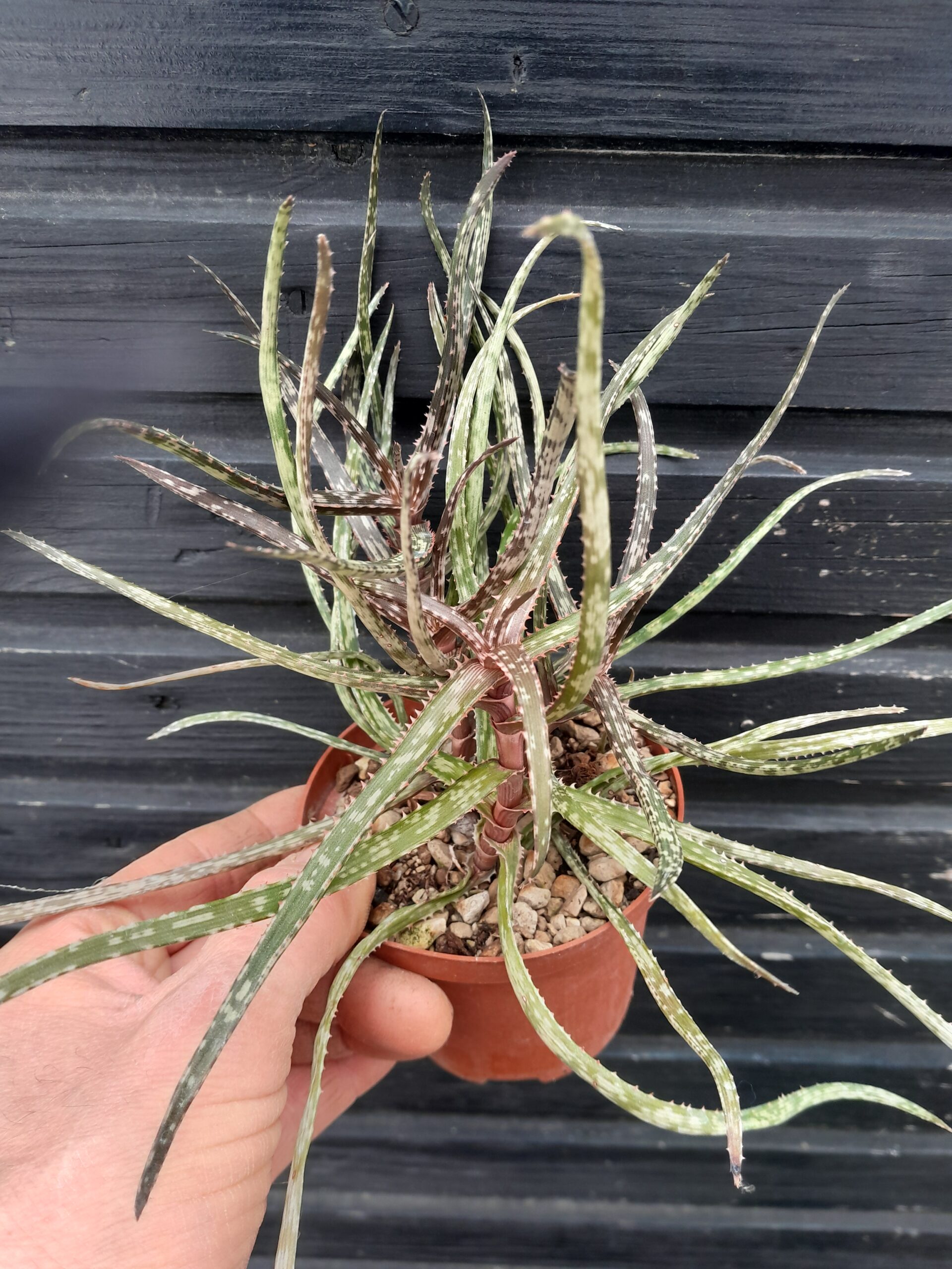 Aloe bakeri