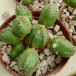 Euphorbia globosa x obesa