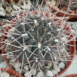 Gymnocalycium gibbosum