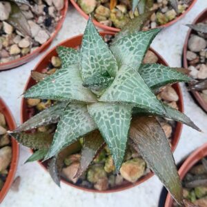 Haworthia venosa ssp. tesselata