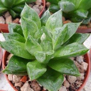 Haworthia cymbiformis