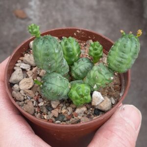 Euphorbia pseudoglobosa