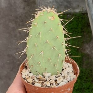 Tacinga werneri