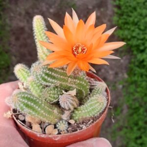 Echinopsis chamaecereus hybrid, orange blomst