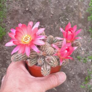 Echinopsis chamaecereus hybrid, rød blomst