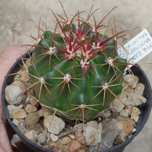 Ferocactus viridescens