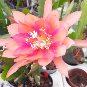 Epiphyllum cv. Best of All