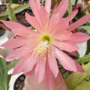 Epiphyllum cv. Winston