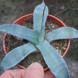 Agave salmiana