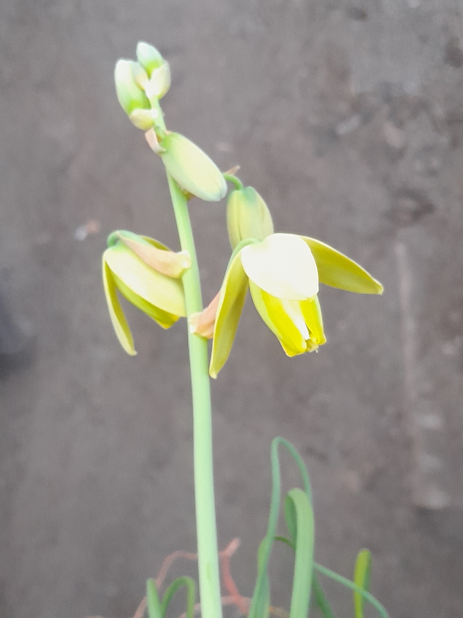 Albuca spiralis - Billede 2