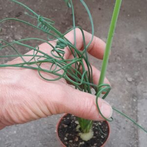 Albuca spiralis