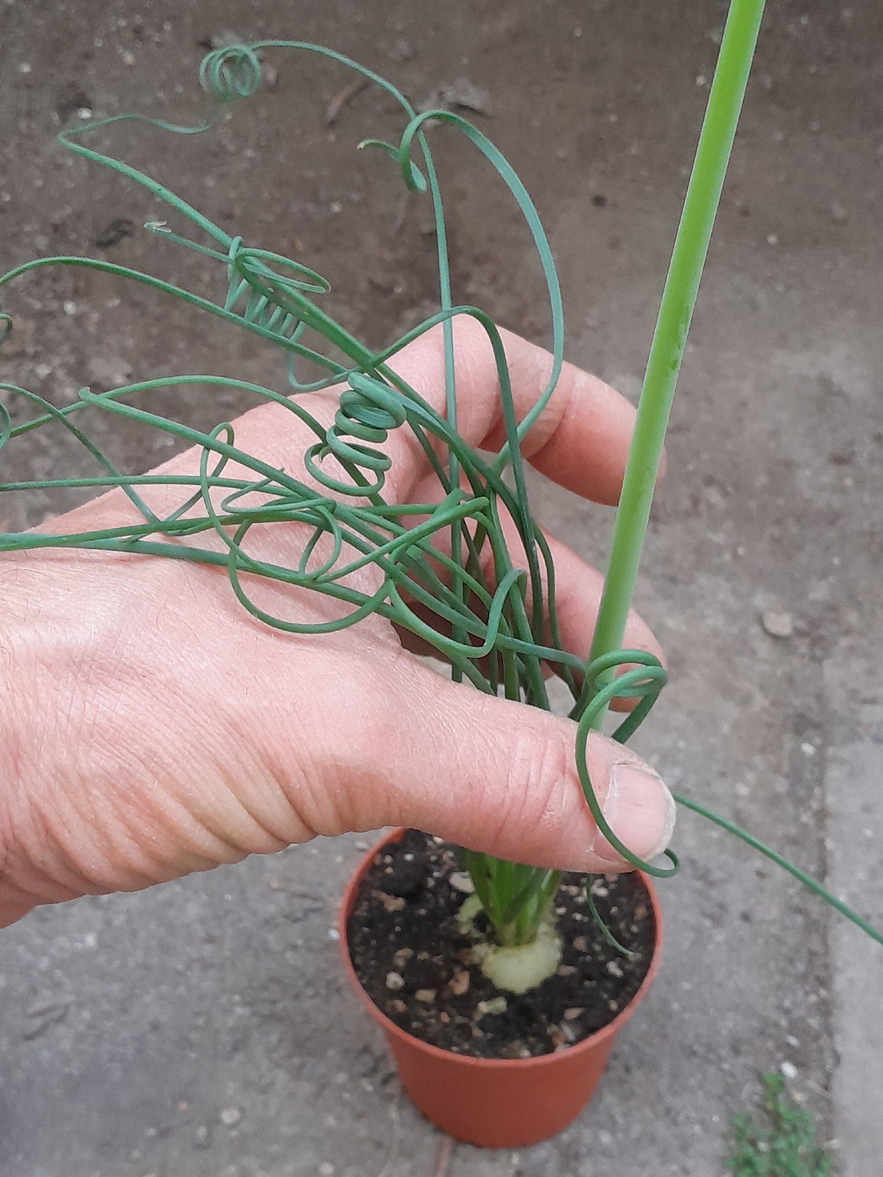 Albuca spiralis