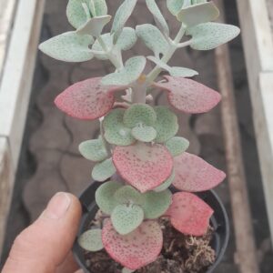 Crassula cordata
