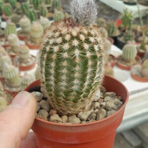 Echinocereus reichenbachii