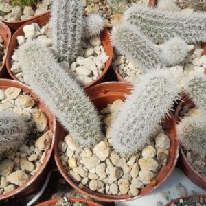 Haageocereus lanugispinus x tenuis