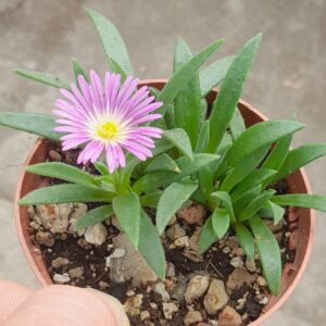 Delosperma sutherlandii