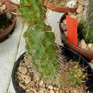 Cleistocactus clavispinus (= Loxanthocereus clavispinus)