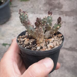 Tephrocactus nigrispinus